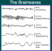 brainwaves